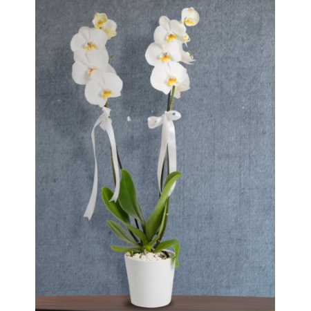 Seramik saksıda çift dal orkide